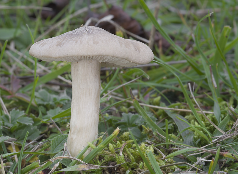 Entoloma prunuloides